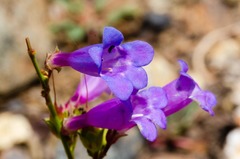 Penstemon azureus