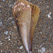 Horse Mussel - Photo (c) Mike Lusk, some rights reserved (CC BY-NC)