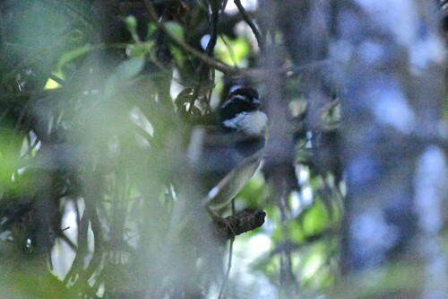 Collared Towhee (Pipilo ocai), photo 2