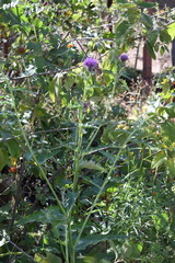 Cirsium rhaphilepis
