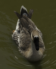 Anser cygnoides domesticus