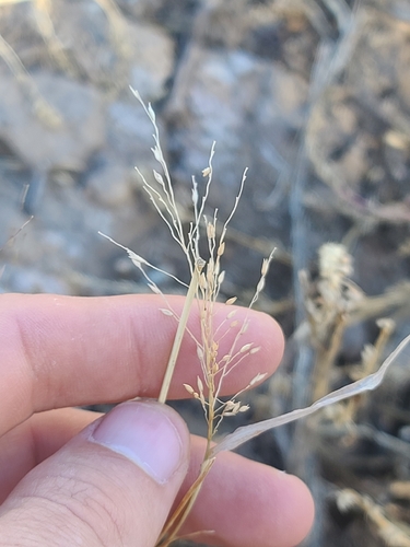 Mexican panicgrass (Panicum hirticaule)
