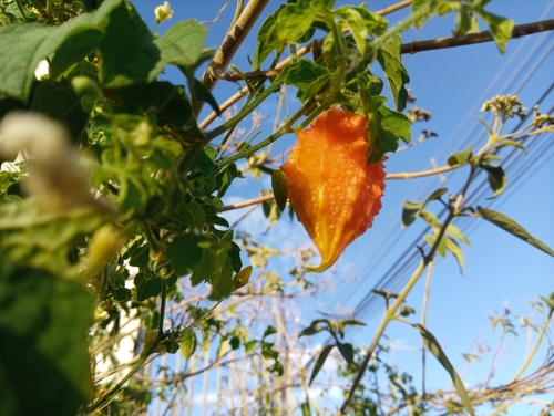 Momordica charantia image