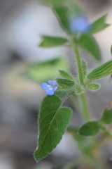 Salvia podadena