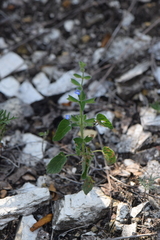 Salvia podadena