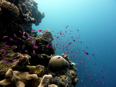 Mirolabrichthys tuka