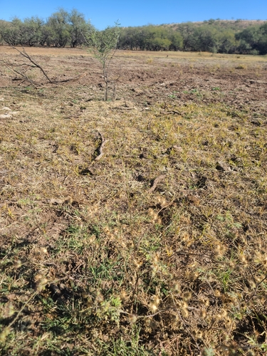 field anoda (Anoda pentaschista)