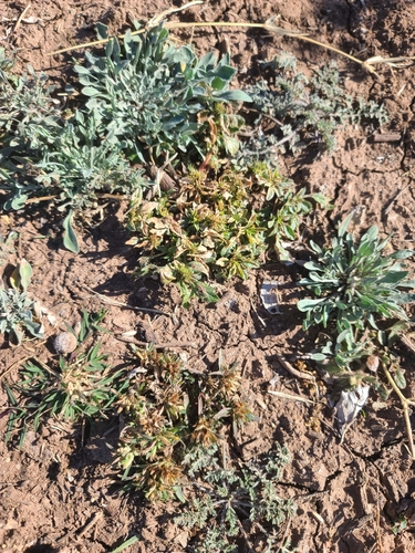 Sonoran Chinchweed (Pectis cylindrica)
