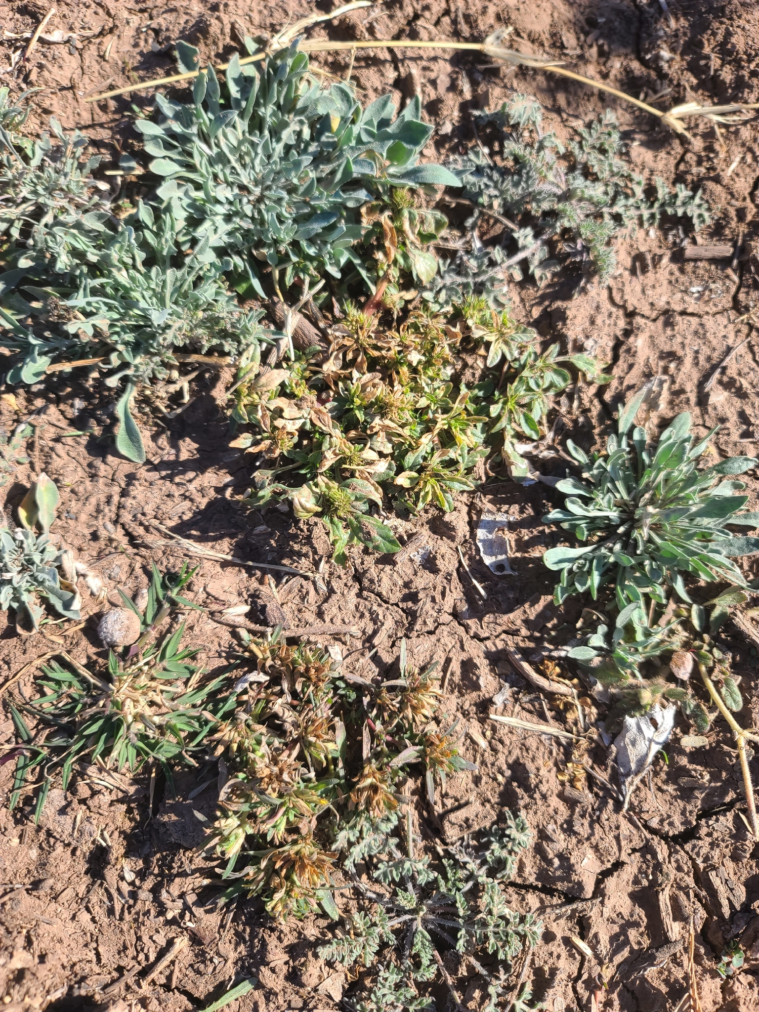 Sonoran Chinchweed (Pectis cylindrica)