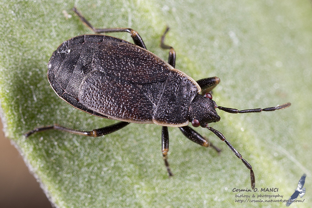 Pyrrhocoris marginatus