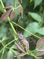 Melucha phyllocnemis