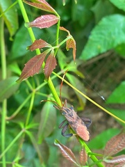 Melucha phyllocnemis