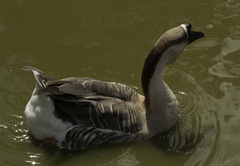 Anser cygnoides domesticus