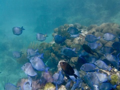 Acanthurus chirurgus