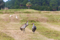 Grus canadensis image