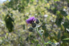 Cirsium rhaphilepis
