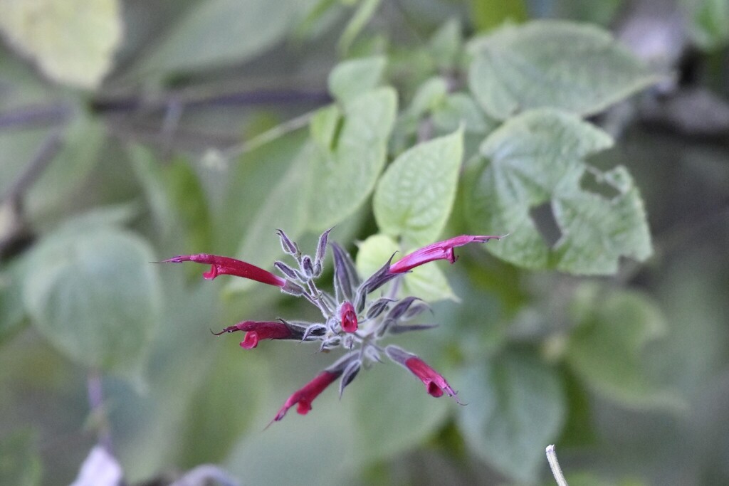 Salvia longistyla; photograph (c) Zac Peterson, some rights reserved (CC BY)