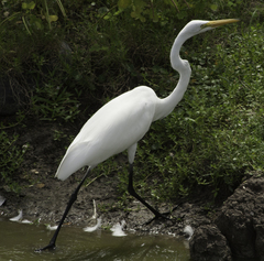 Ardea alba