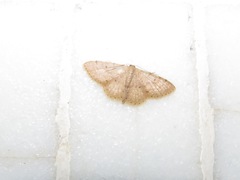 Idaea ptyonopoda