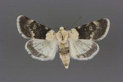 Sympistis basifugens