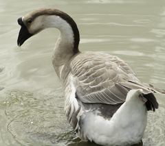 Anser cygnoides domesticus