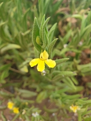 Goodenia amplexans