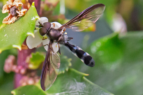 Unknown species found near Bucks County, PA, USA