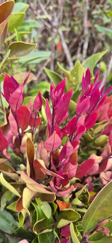 Syzygium hemilamprum, photograph 1