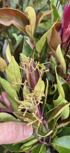 Syzygium hemilamprum, photograph 2
