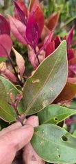 Syzygium hemilamprum, photograph (c) Evert Materman, some rights reserved (CC BY-SA)