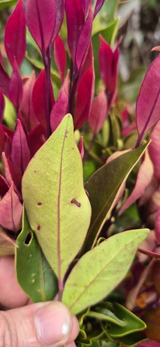 Syzygium hemilamprum, photograph 4