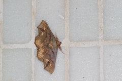 Lopharthrum comprimens