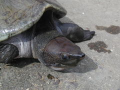 Dermatemys mawii