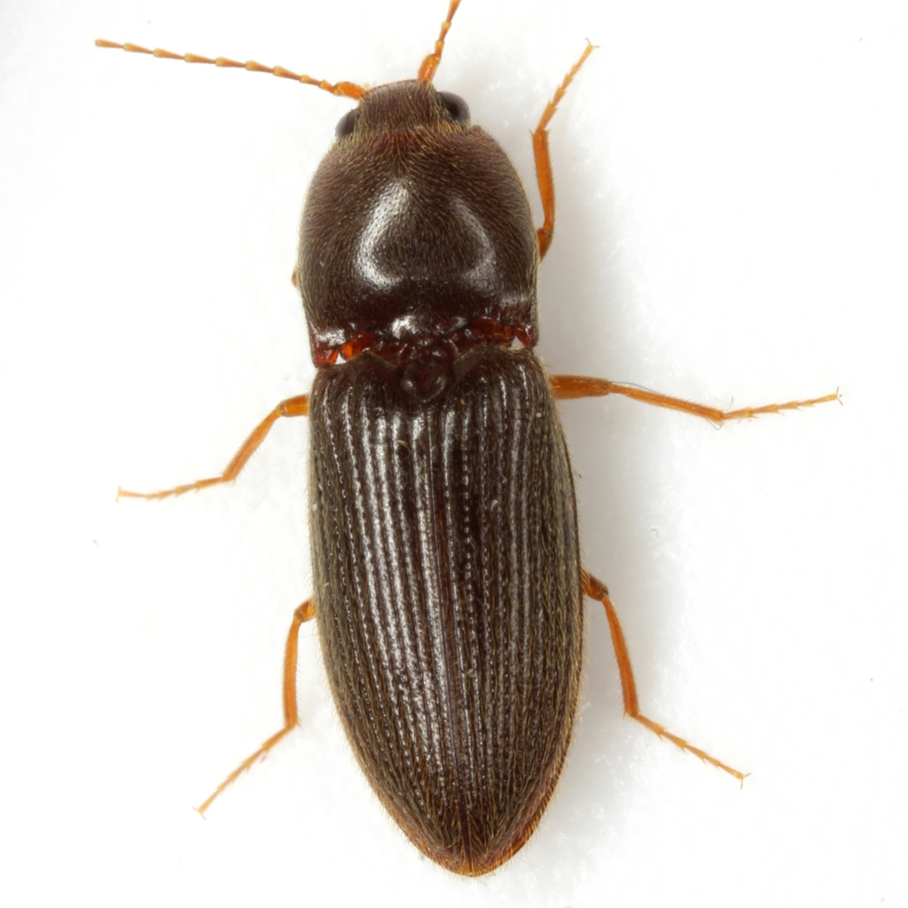 Horistonotus simplex