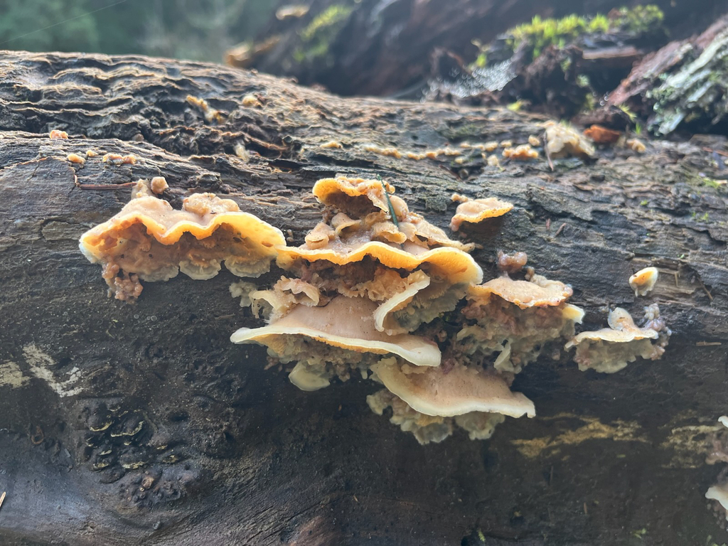 Merulius tremellosus · December 2025 · photo: © delognut (iNaturalist, cc-by)