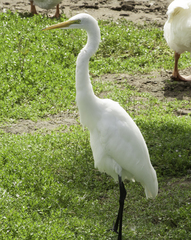 Ardea alba