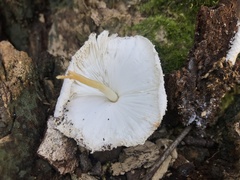 Leucocoprinus cretaceus image