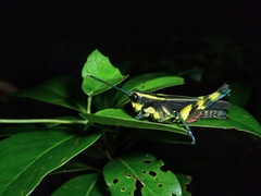 Traulia ornata iriomotensis