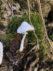 Leucocoprinus cretaceus image