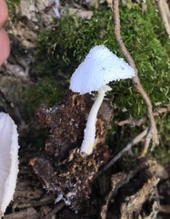 Leucocoprinus cretaceus image