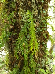 Tmesipteris sigmatifolia