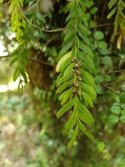 Tmesipteris sigmatifolia