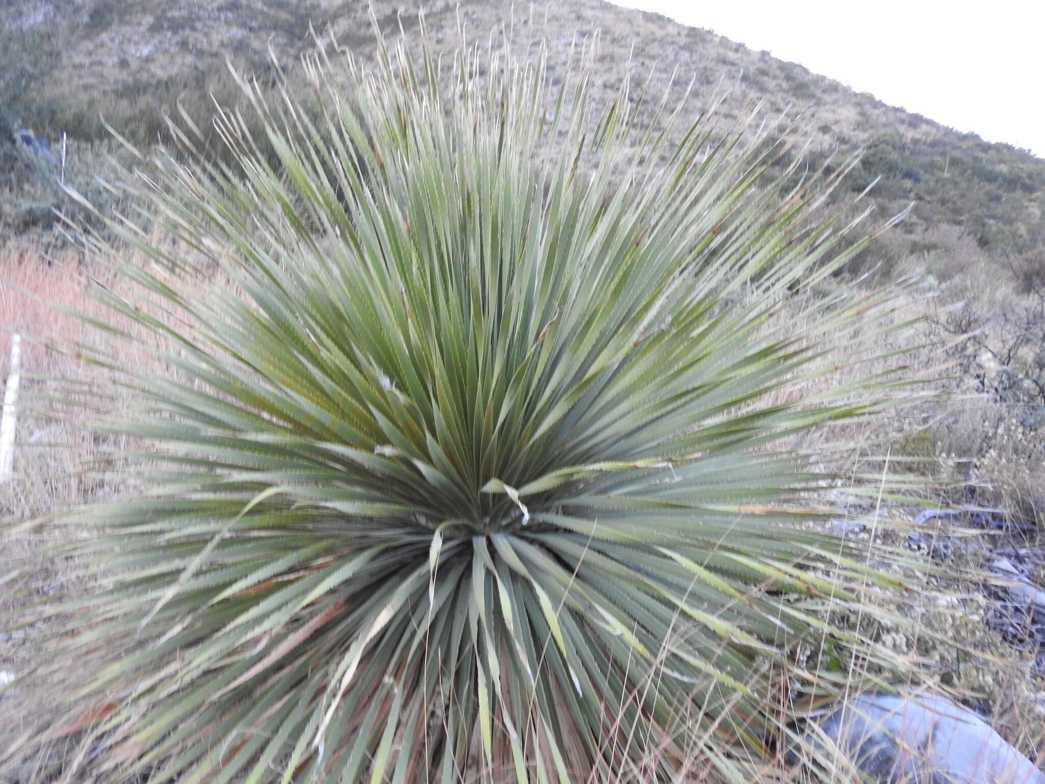 Dasylirion cedrosanum