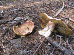 Boletus edulis grandedulis