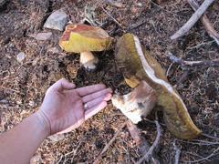 Boletus edulis grandedulis