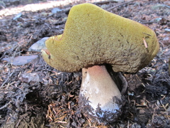 Boletus edulis grandedulis