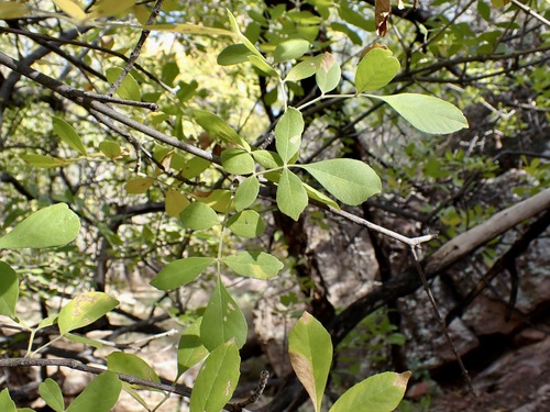 Fraxinus velutina