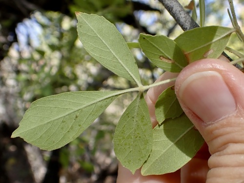 Fraxinus velutina