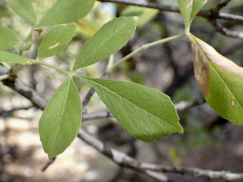 Fraxinus velutina