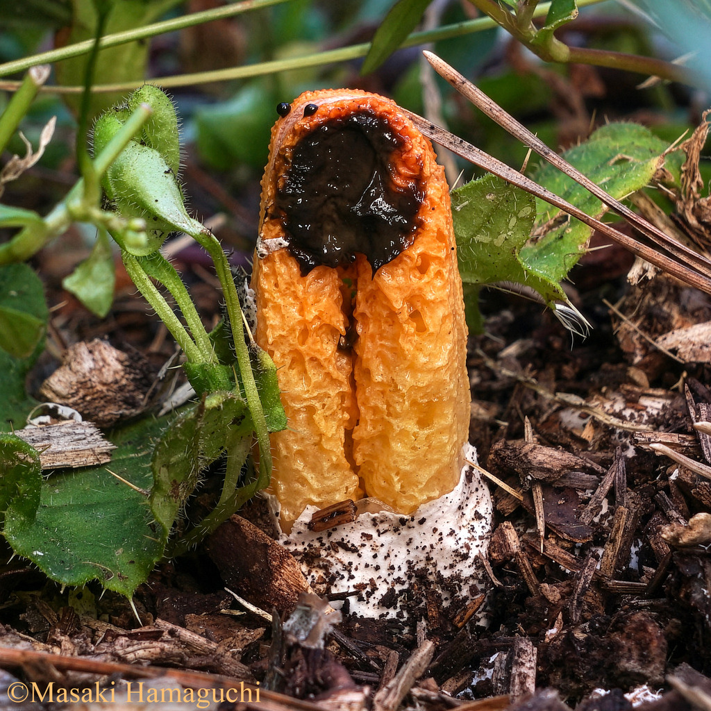 Arched Stinkhorn
